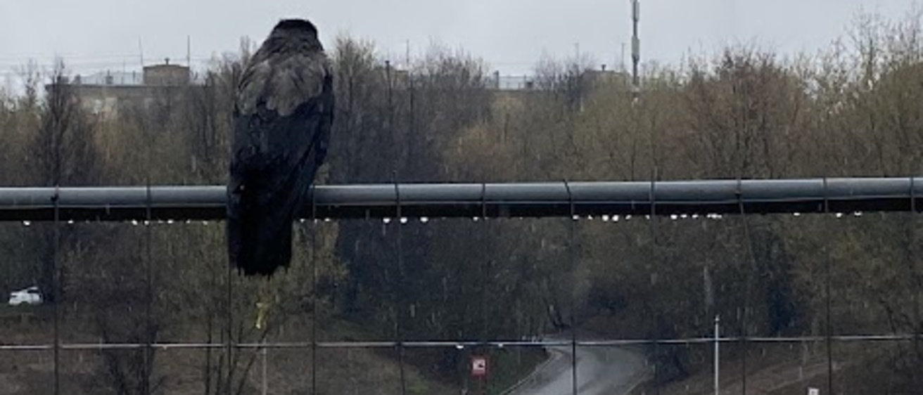 bird on fence