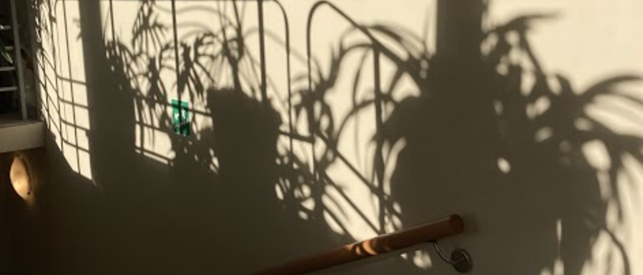 houseplant Lauren Haldeman