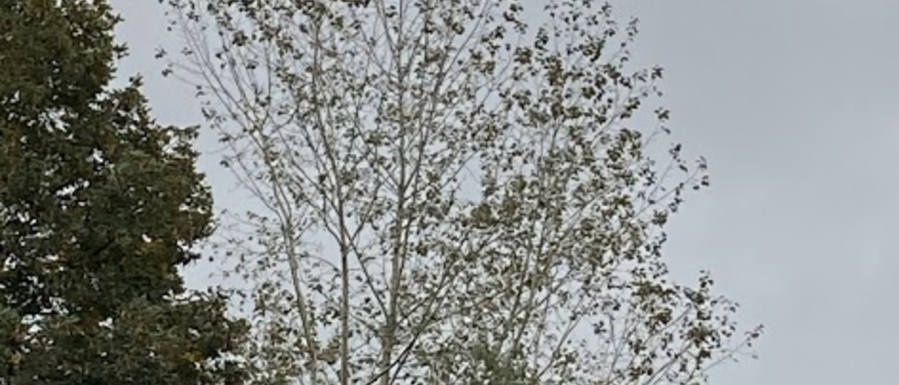 tree paparazzi