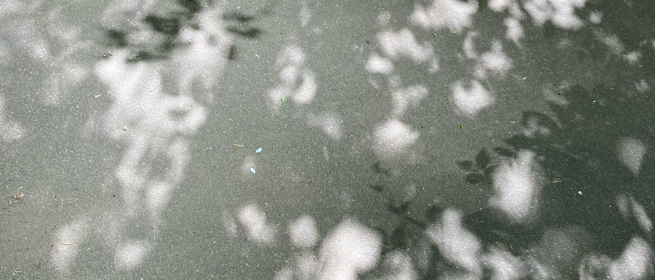 leaf shadow