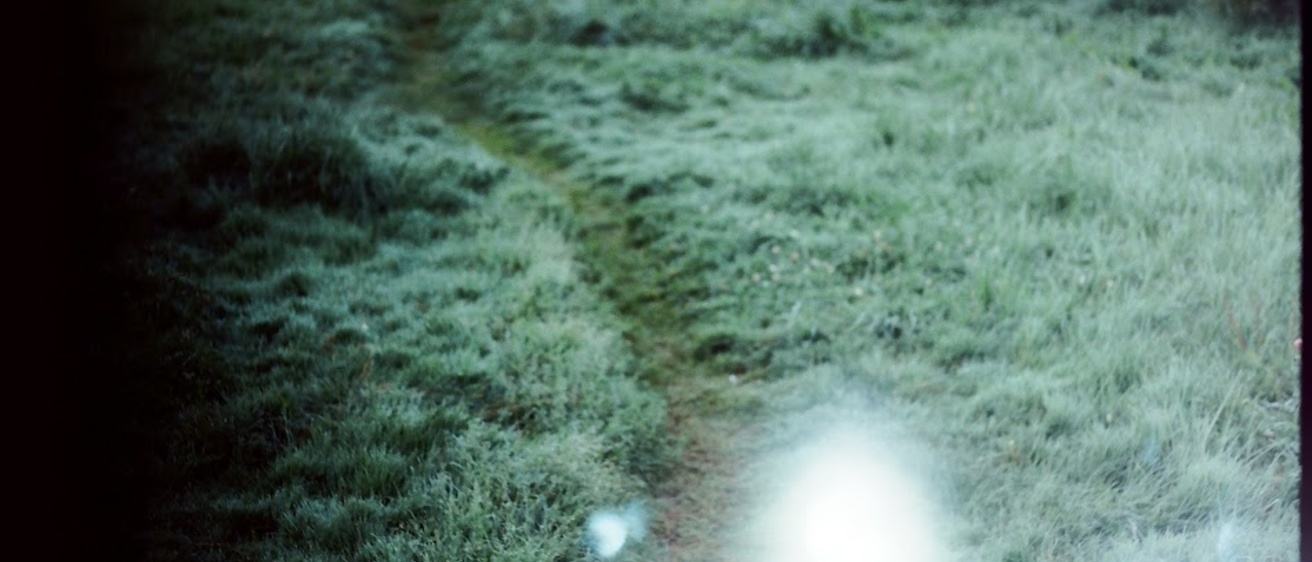 trail through grass and dew