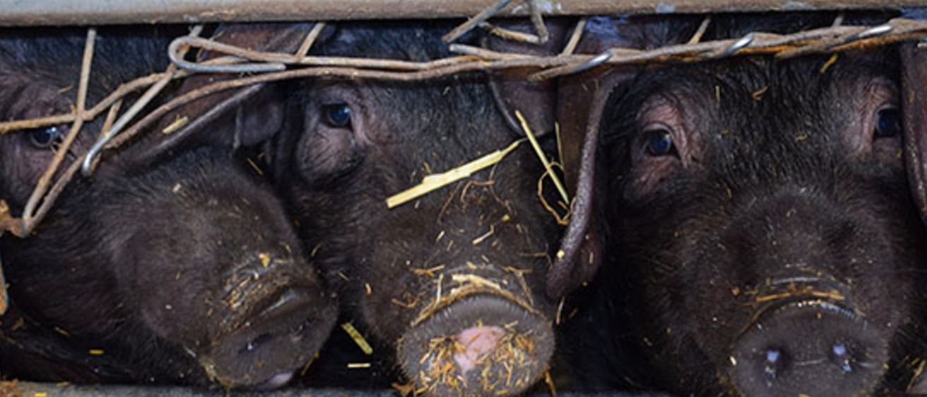 pigs