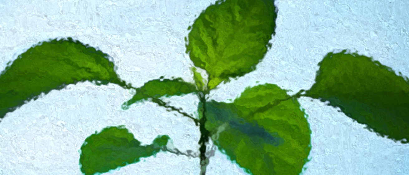 seed
