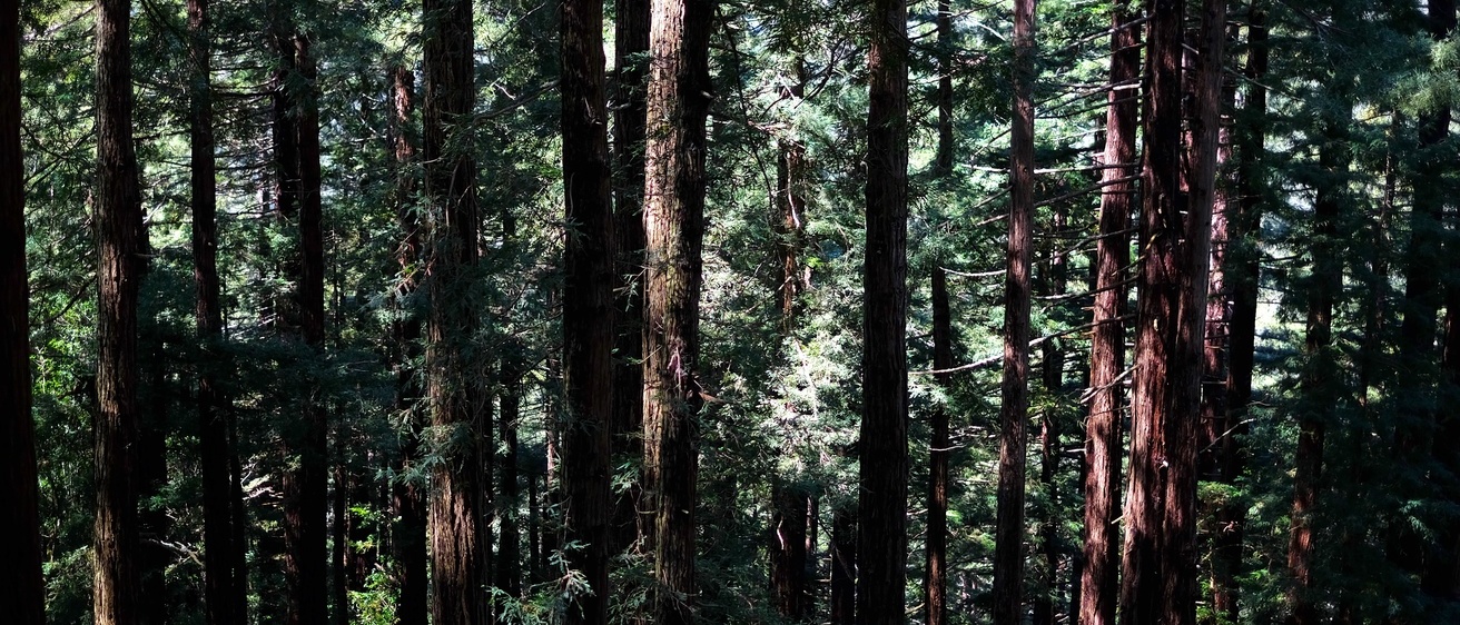 trees