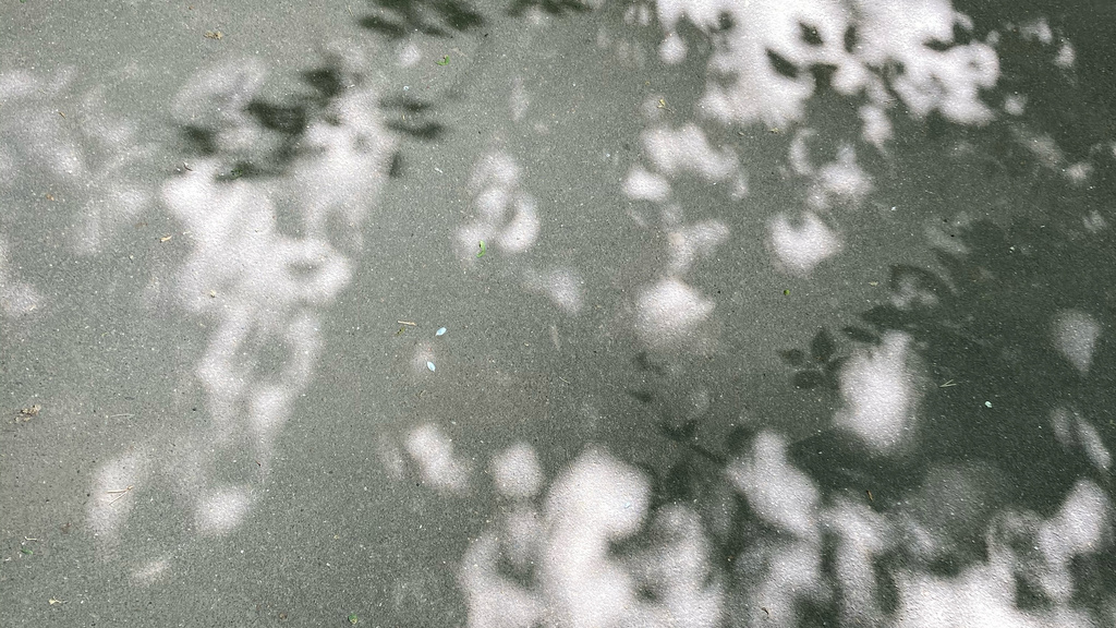 leaf shadow
