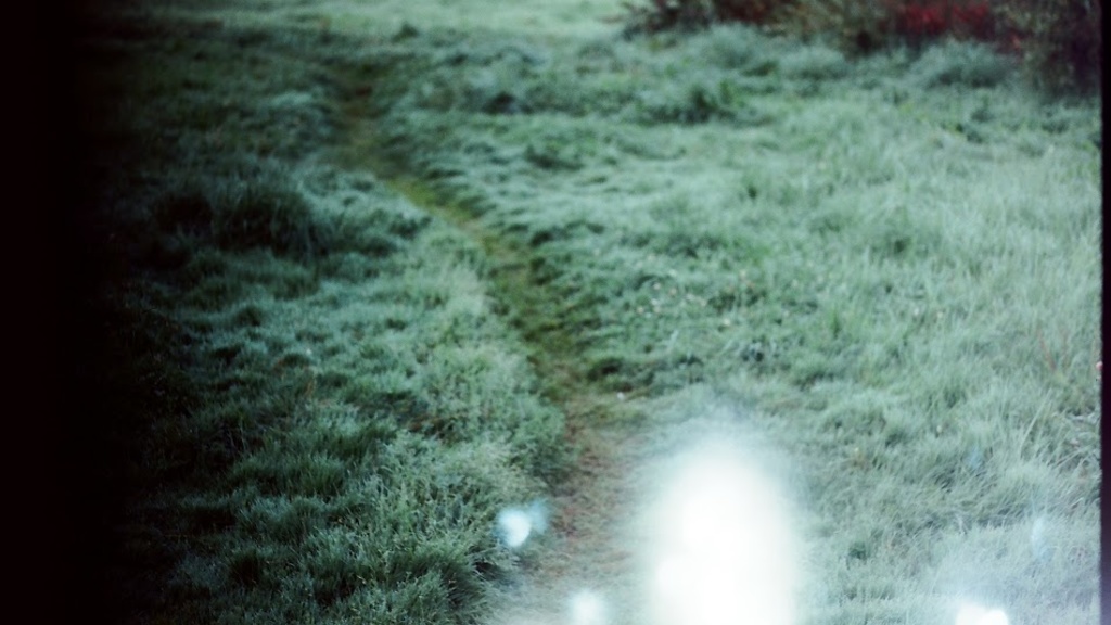 trail through grass and dew