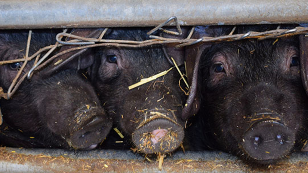 pigs