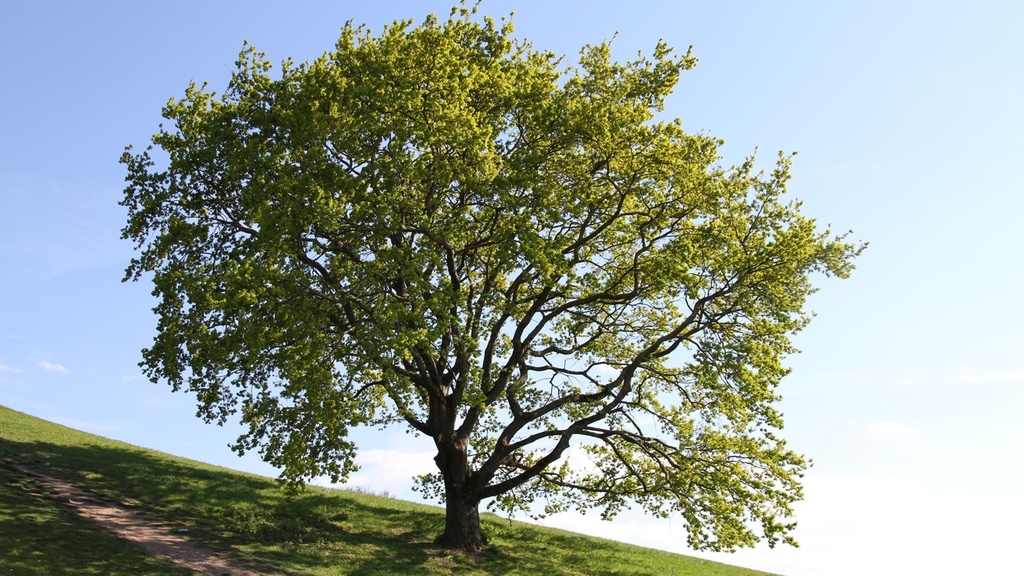 tree